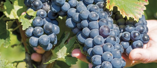 Viticulteurs : nouvelles variétés de vigne