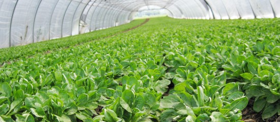 Maraîchers : interdiction de l’usage de produits à base de métam-sodium