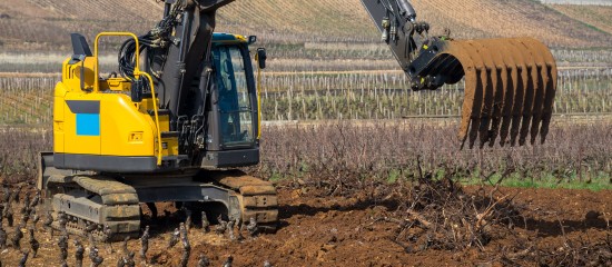 Viticulteurs : déclaration d’intention de plantation ou d’arrachage de vignes