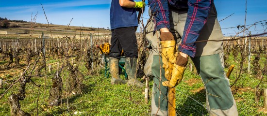 Viticulteurs : campagne 2020 des autorisations de plantations nouvelles