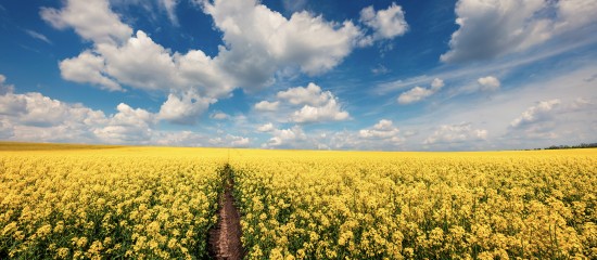 Agriculteurs : les aides à la production d’espèces riches en protéines bientôt disponibles