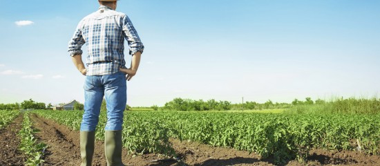 Bail rural : gare au contenu d’un congé pour reprise !