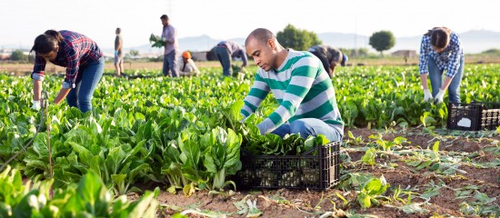 Travailleurs agricoles occasionnels : renonciation à l’exonération de cotisations d’ici fin mars