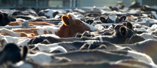 Éleveurs : vous pouvez demander les aides animales 2023 !