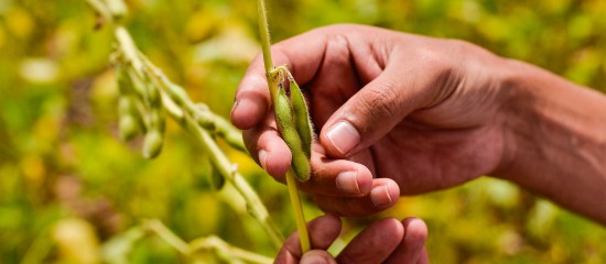 Riz, fourrages séchés, oléagineux, protéagineux, soja : organisations de producteurs