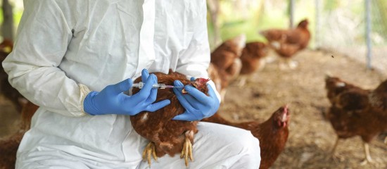 Aviculture : prise en charge par l’État du coût de la vaccination contre la grippe aviaire