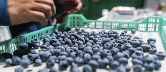 Production de fruits et légumes : produits traités au thiaclopride